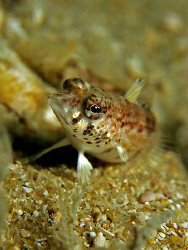 Fishy observing diver taking his picture by Paul Ng 